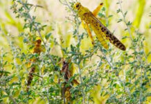 Pakistan ready to combat impending attack of locust: FAO official