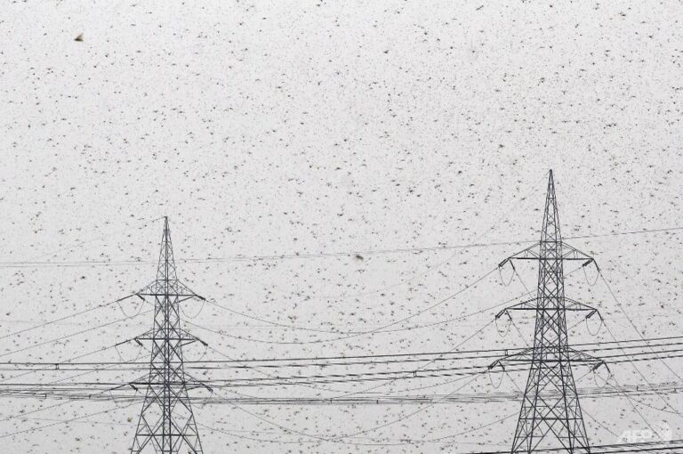 Locusts invade satellite city of India’s capital