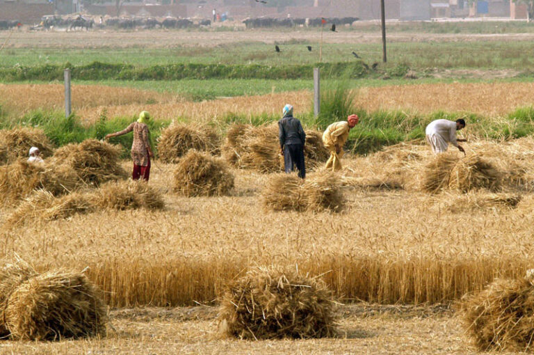 PSDP 2020-21: Govt allocates Rs12bn for agri sector uplift