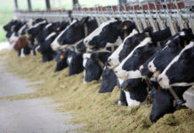 Dairy industry’s woes multiply as Covid-19 disrupts supply chain