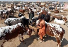 Completion of cattle market project at Arifwala delayed as govt withholds funds