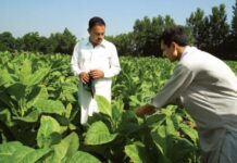 Tobacco growers seek relief, favour tax on products