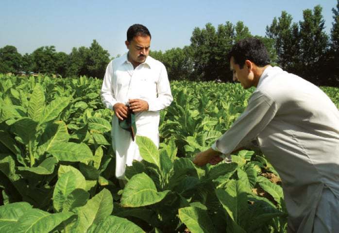 Tobacco growers seek relief, favour tax on products