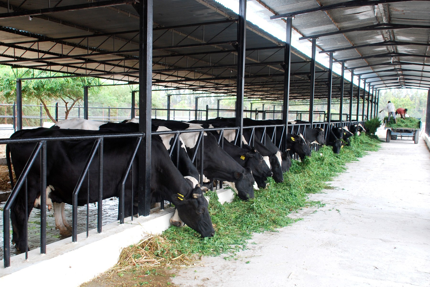 Dairy Industry Seeks Withdrawal Of Sales Tax In Upcoming Budget Dairy Industry Seeks Withdrawal Of Sales Tax In Upcoming Budget