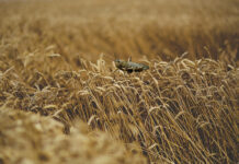 The locusts are new, the wheat crisis is not.