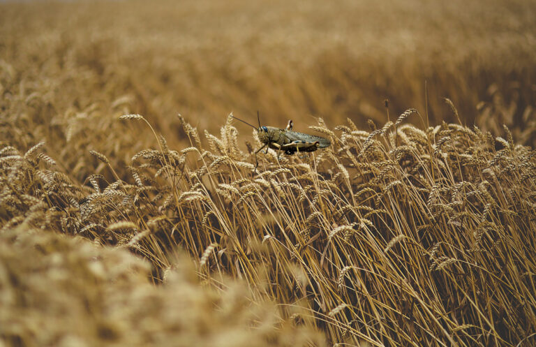 The locusts are new, the wheat crisis is not.