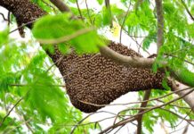 Pakistan’s tree-planting push has a sweetener: more honey