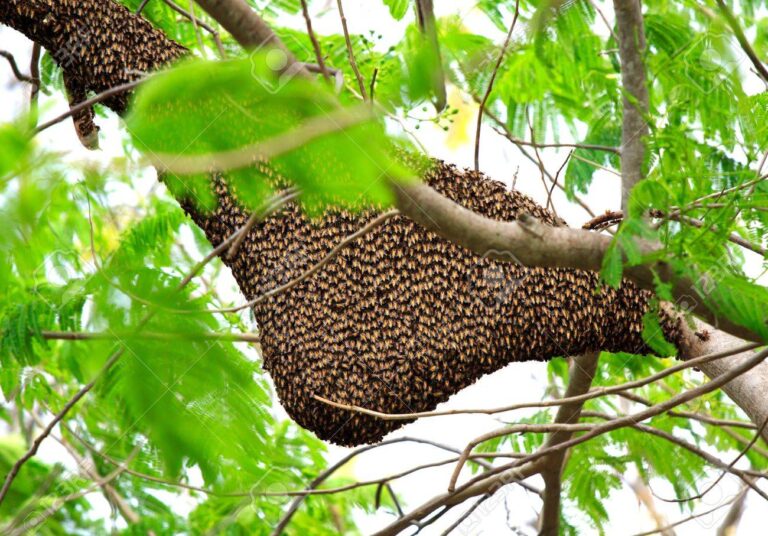 Pakistan’s tree-planting push has a sweetener: more honey