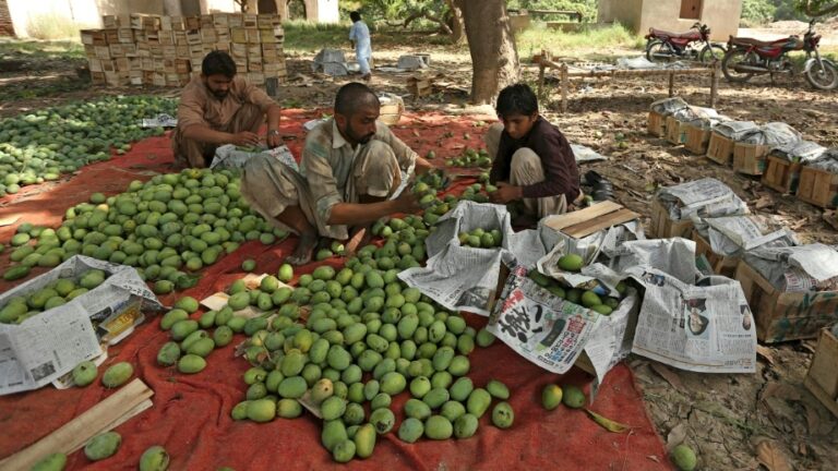 Export woes sour Pakistan’s prized mango season