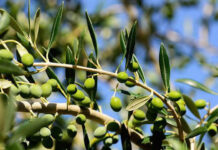 Pakistan’s olive oil producers prepare to enter global market: report