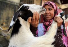 Eidul Azha: Online buying picks up in Pakistan amid pandemic