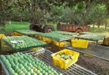 Horticulture exporters accuse DPP of hampering mango exports