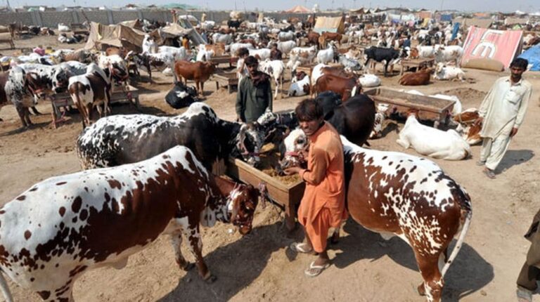 Four small cattle markets to be established outside Islamabad