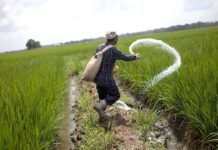 Urea offtake surges 81pc YoY in June