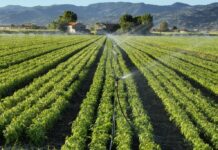 KP aims to increase crops production through water management