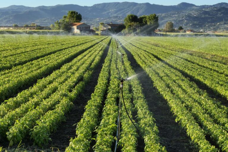 KP aims to increase crops production through water management