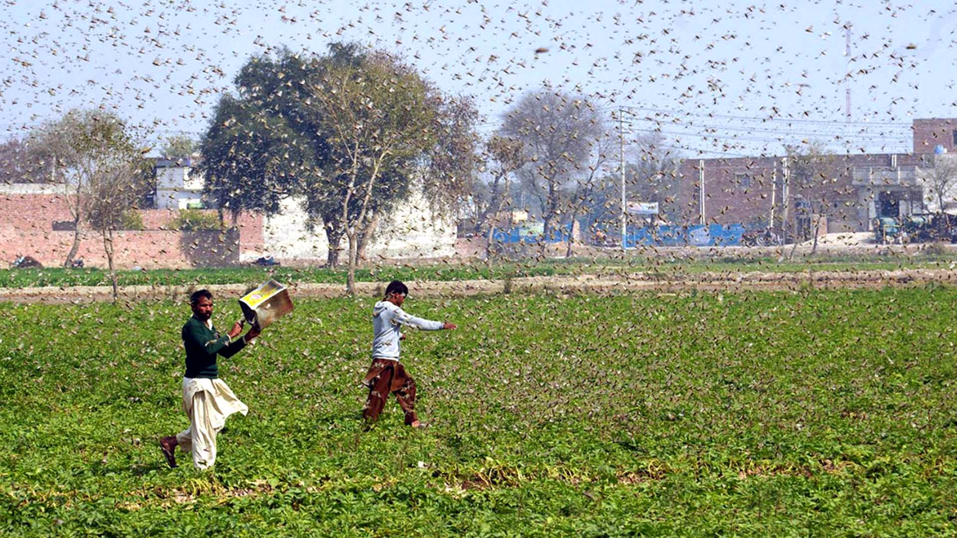 Locust control: World Bank likely to approve $200m assistance for Pakistan