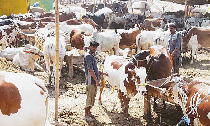 Pakistan urges worshippers to buy sacrificial animals online to prevent Covid-19 surge