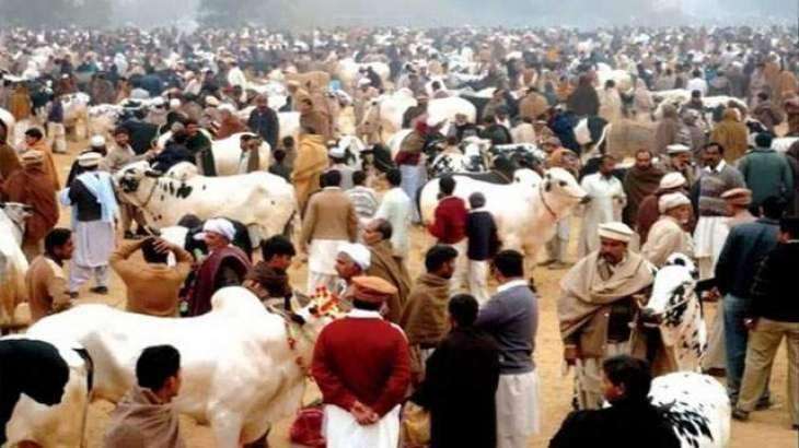 Rs10m allocated for every Karachi DMC to ensure cleanliness during Eid ul Azha