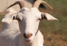 Covid-19: Virus wary buyers switch to online platforms to buy sacrificial animals