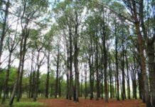 Sindh govt offers land, technical assistance to corporate sector for forest management