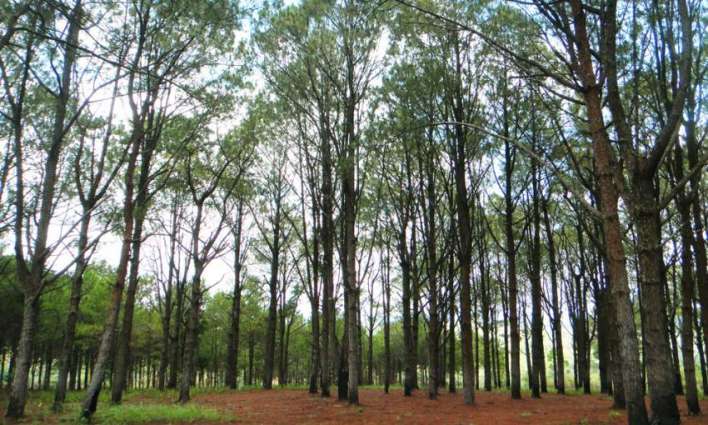 Sindh govt offers land, technical assistance to corporate sector for forest management