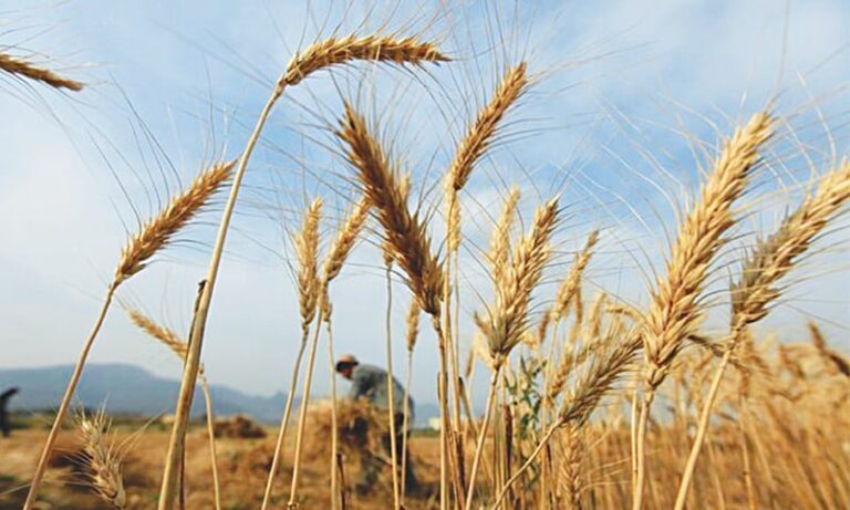 Cultivation of outdated wheat varieties causing 50pc yield gap, minister told