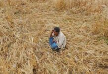 Sindh wants Centre to announce loan, tax waivers for rain-hit farmers