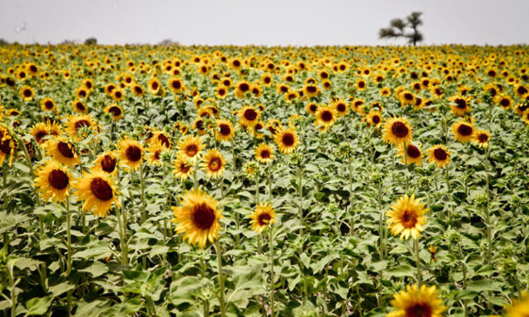 PARC recommends three sunflower, one mustard hybrids