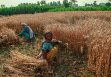 33pc farm households in Punjab suffered losses during Covid-19 lockdowns: ADB