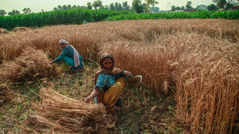 33pc farm households in Punjab suffered losses during Covid-19 lockdowns: ADB
