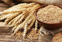 DPP issues permit to 380 companies to import 1.5m tonnes wheat