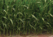 Could PMEX transform the Pakistani farm for the better? Maybe