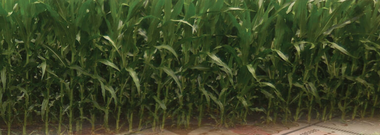 Could PMEX transform the Pakistani farm for the better? Maybe