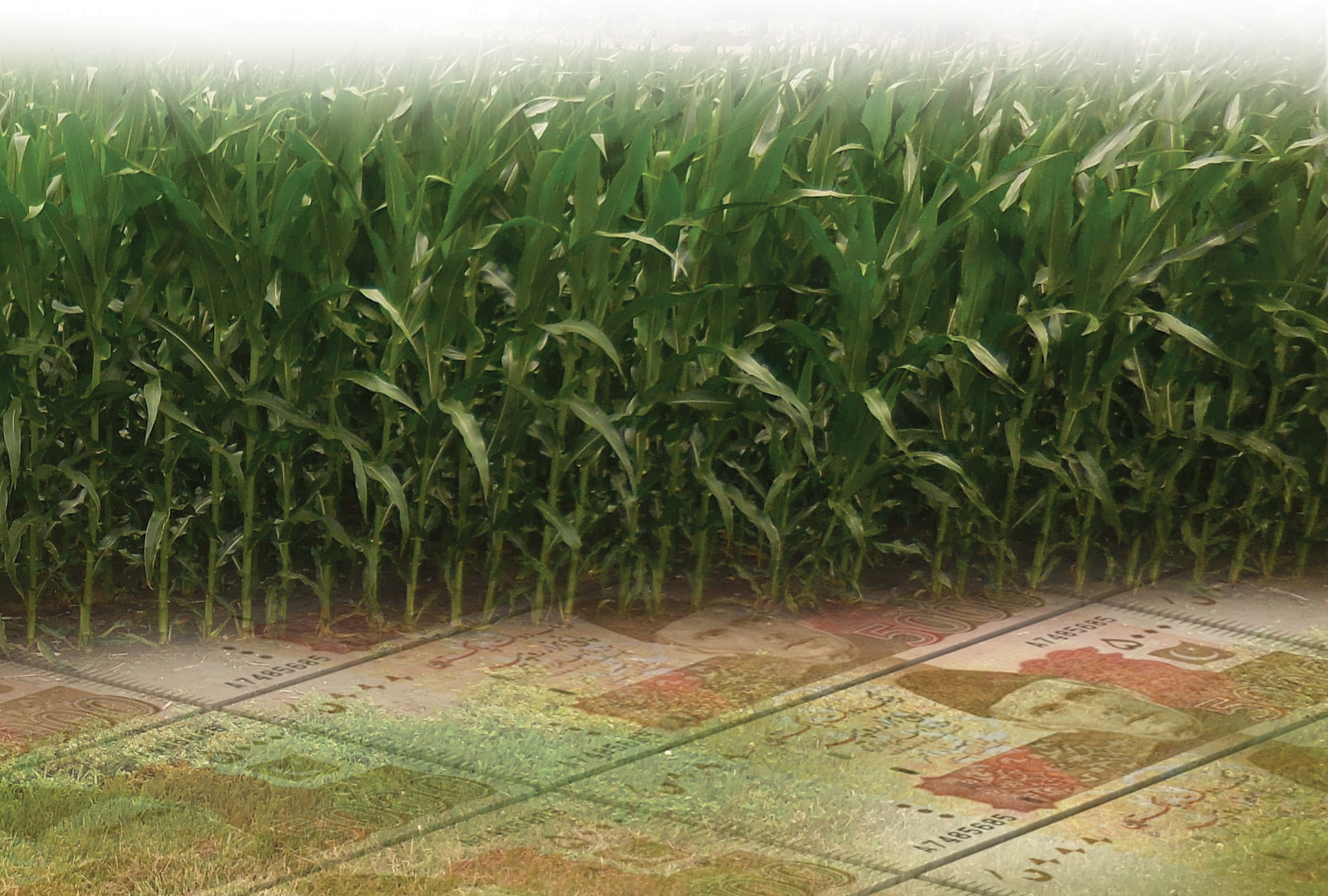 Could PMEX transform the Pakistani farm for the better? Maybe