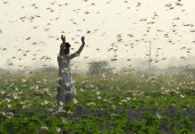 The locusts are back with a vengeance, and we’ve been caught unawares. Again.