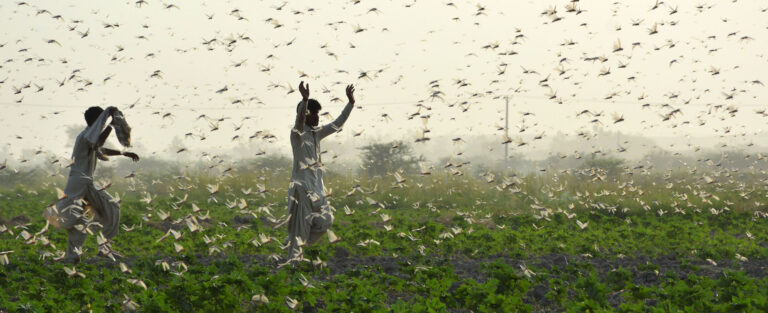 The locusts are back with a vengeance, and we’ve been caught unawares. Again.