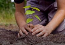 Govt launches app to track ongoing plantation drive