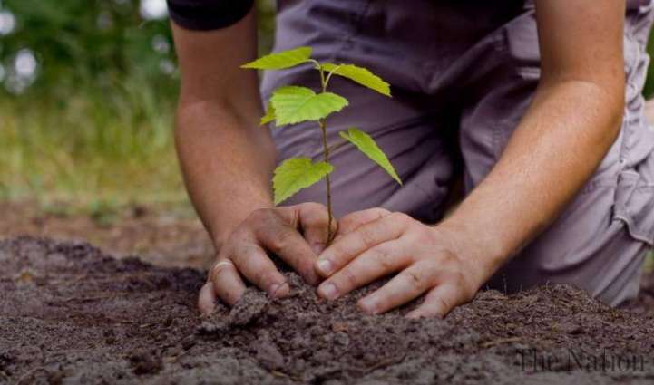 Govt launches app to track ongoing plantation drive