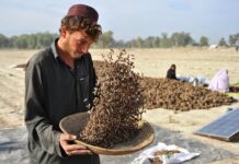 FAO inaugurates pine nut processing unit in Diamer