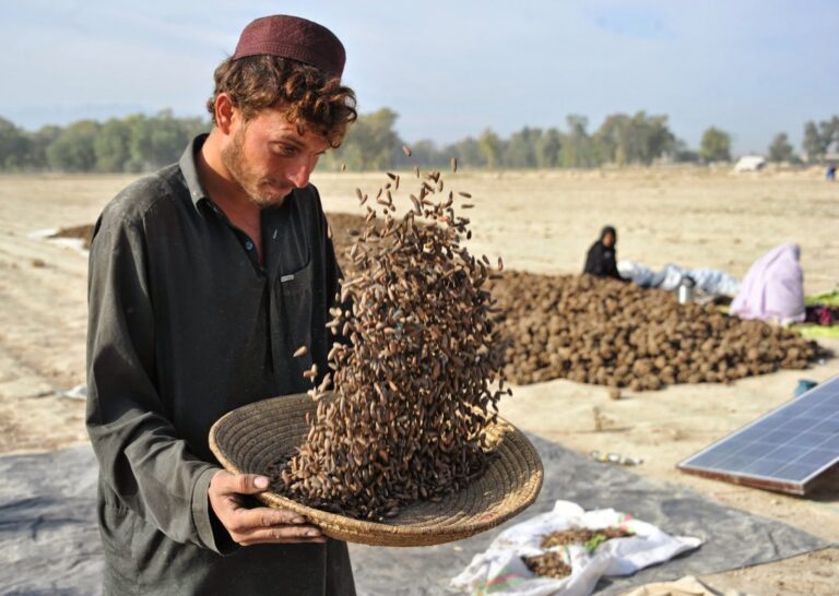 FAO inaugurates pine nut processing unit in Diamer