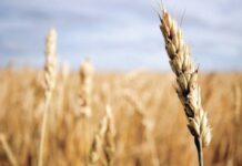 Farmers reject Punjab govt’s Rs15b relief package