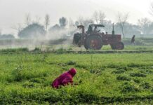 No locust found in KP, Sindh, Punjab: NLCC