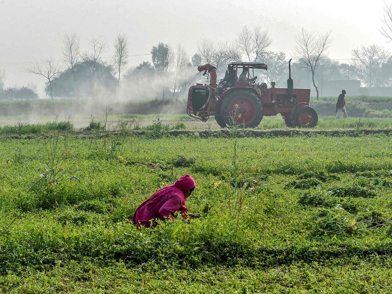 No locust found in KP, Sindh, Punjab: NLCC