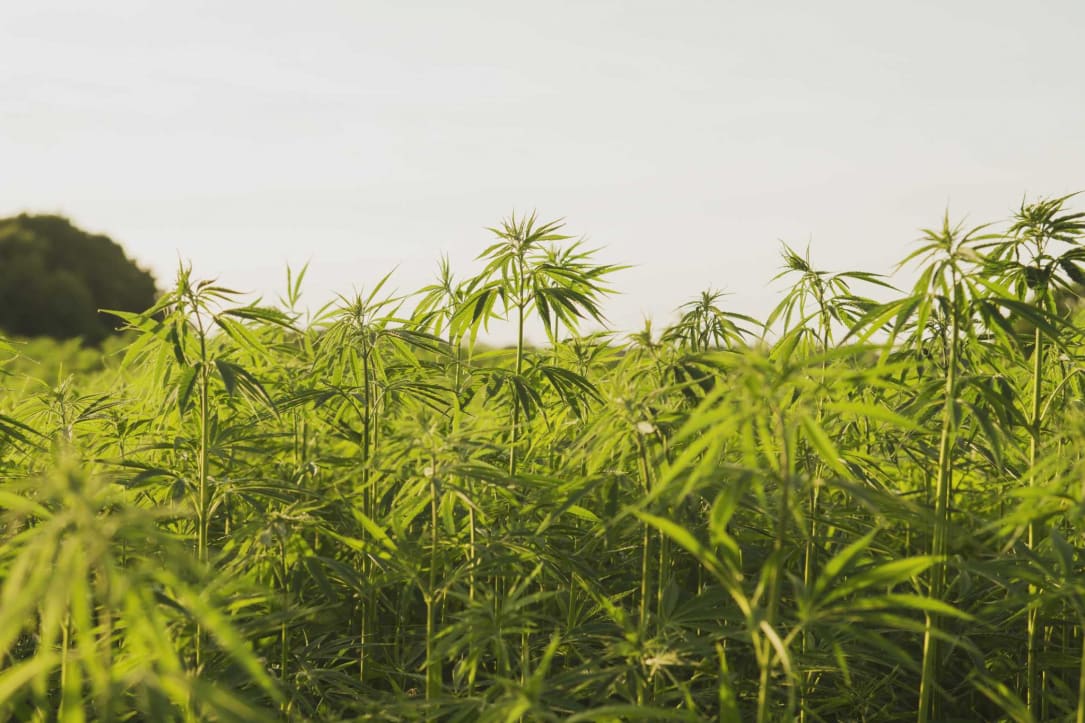 Cabinet approves domestication, commercialisation of medicinal, industrial cannabis