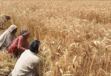 Provinces agree to accelerate wheat release from official stocks