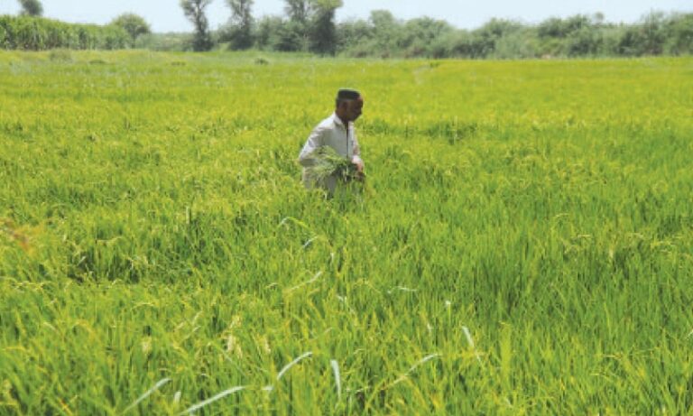 Sindh govt plans insurance of crops through commercial banks, companies