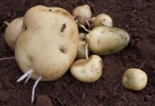 PARC to produce two million disease-resistant potato tubers using tissue culture technology