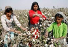 Cotton production declines by almost 50pc