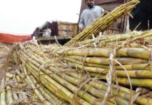 Sugar millers express concern over cane shortage